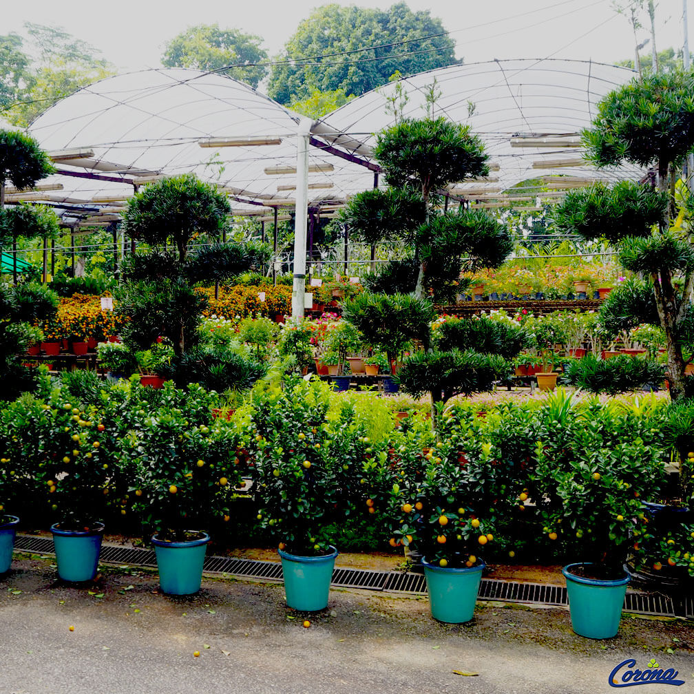 Outside3 Corona Florist & Nursery