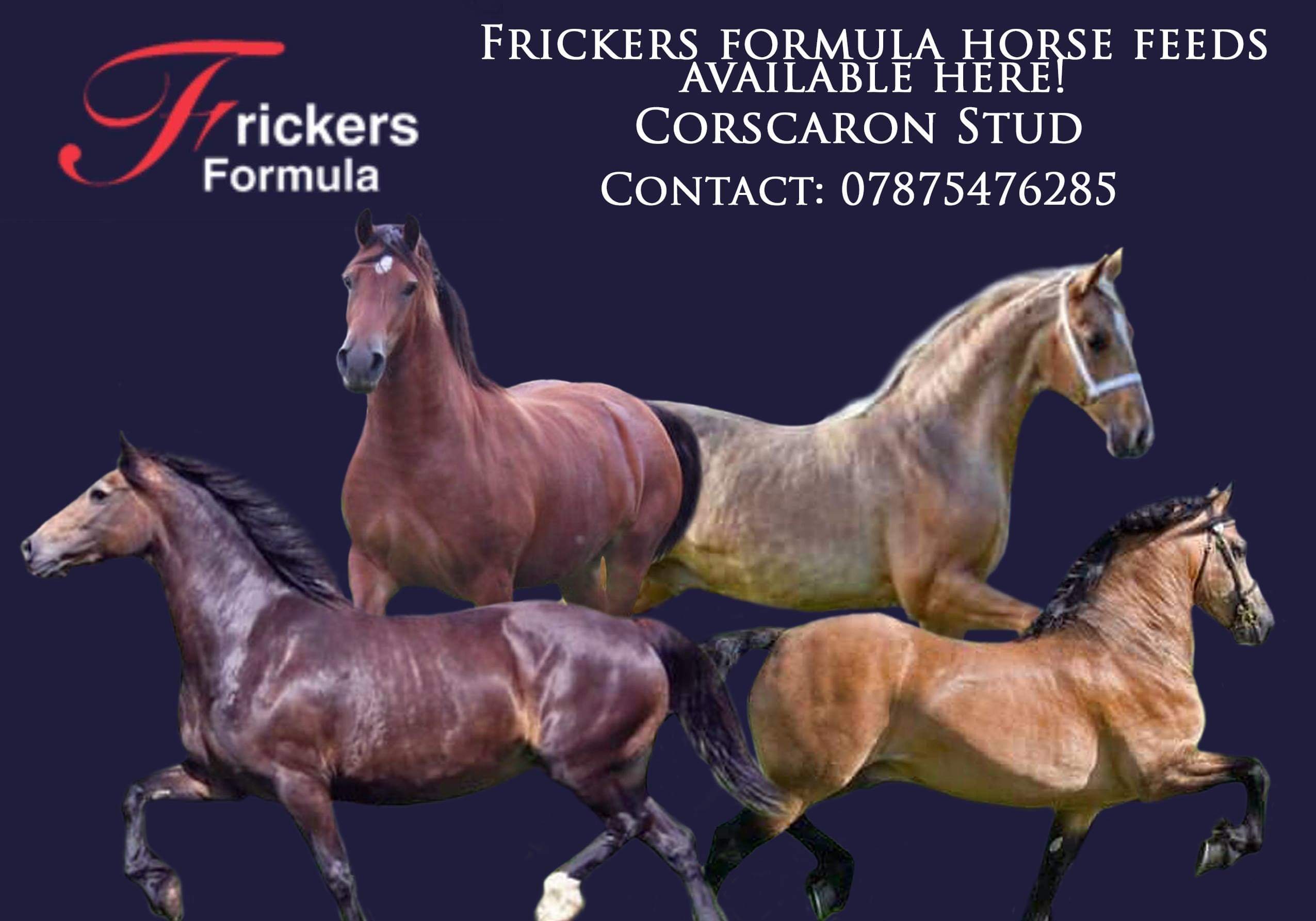 Corscaron Horse Essentials Bridfa Corscaron Stud Corscaron Horse Essentials Bridfa Corscaron Stud