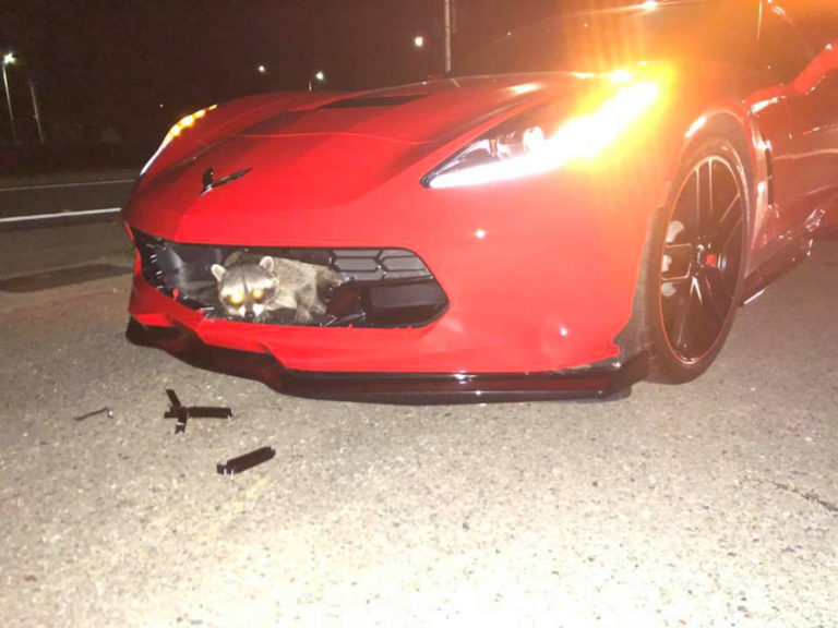 Hitting a Raccoon at Speed Is Not Good for Your C7 CorvetteForum