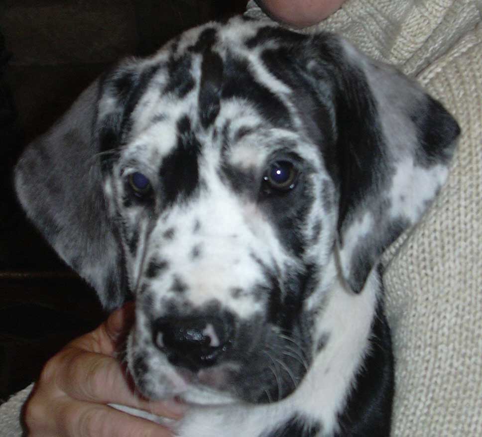 Great Dane Puppies Harlequin blue merl black pups Born