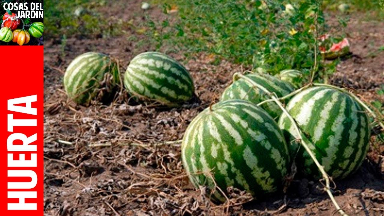 Cómo plantar una semilla de sandía. Cuidados de la planta de sandía