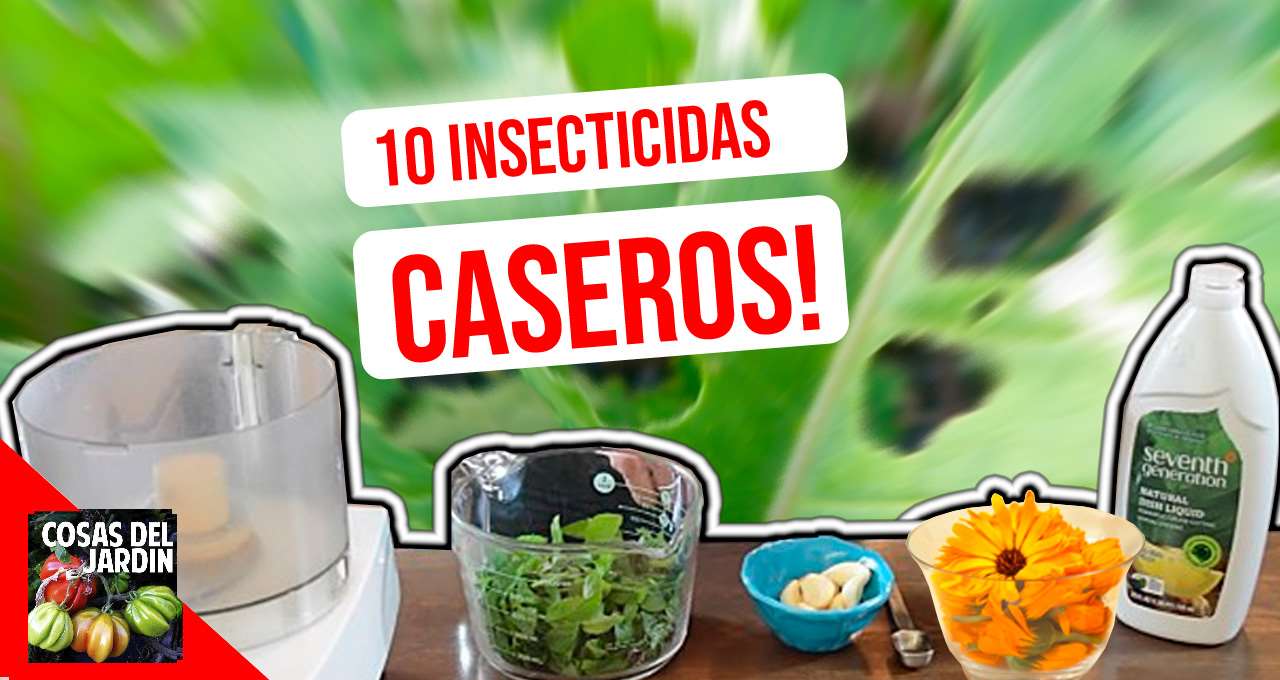 10 Insecticidas caseros orgánicos para controlar las