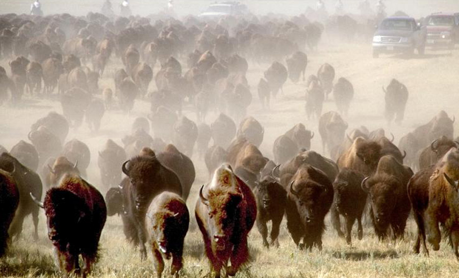 Lo spettacolo del Buffalo Round Up | COSASIFA