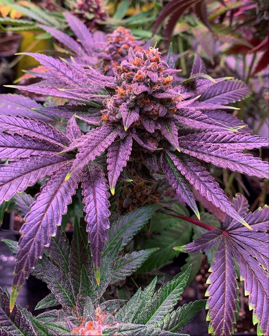 Una nueva forma de viajar La Nitro Haze de BSF SEEDS Cosechalibre