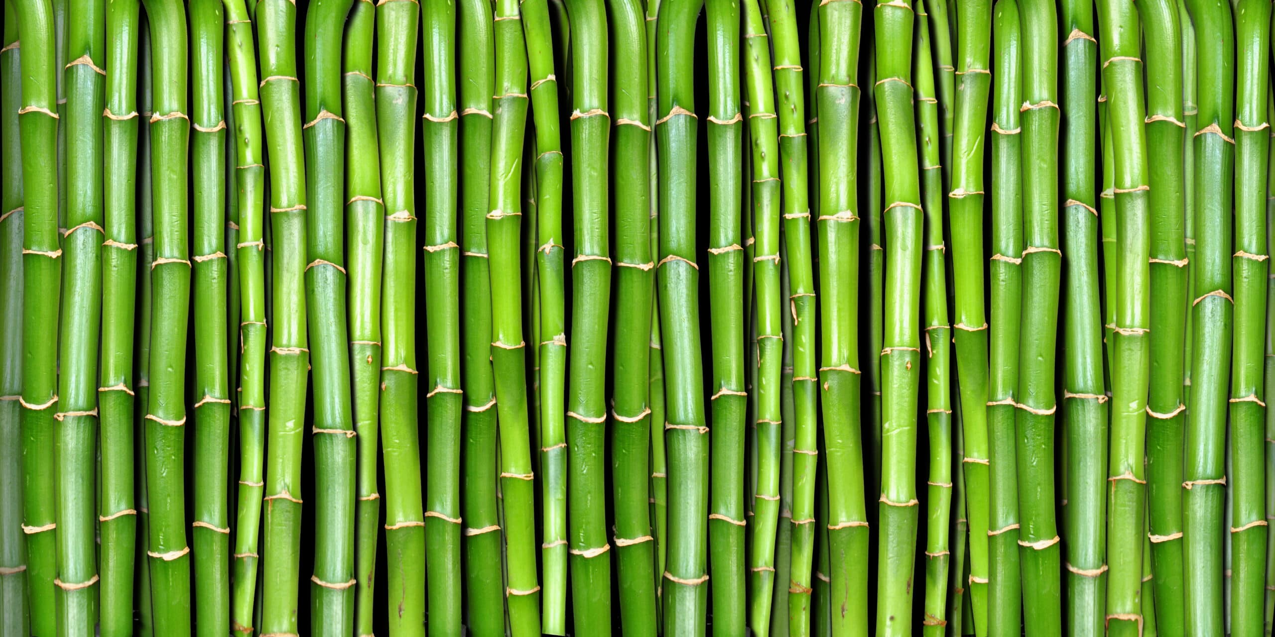 Bambus Bambus Vulgaris Shoot Extract Cosmacon