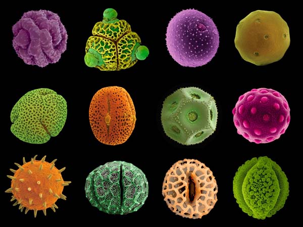 Article 182 Botany The Geometry of Plants Part 5 Pollen Cosmic