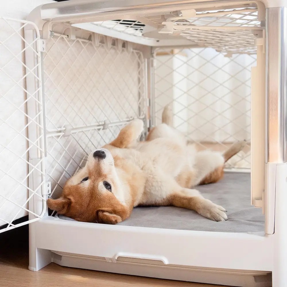 How to Crate Train Your Puppy Cosmic Canine