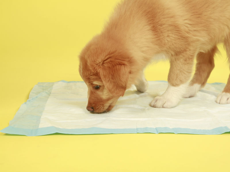 How to Potty Train a Dog Cosmic Canine