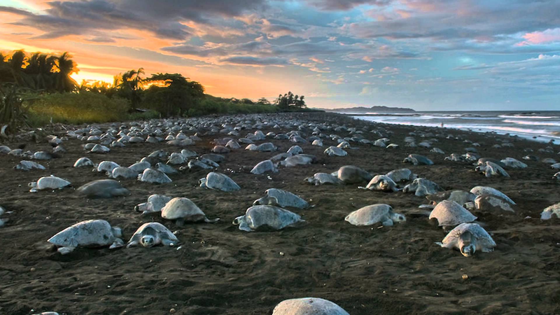 sea turtles costa rica The Costa Rican Times