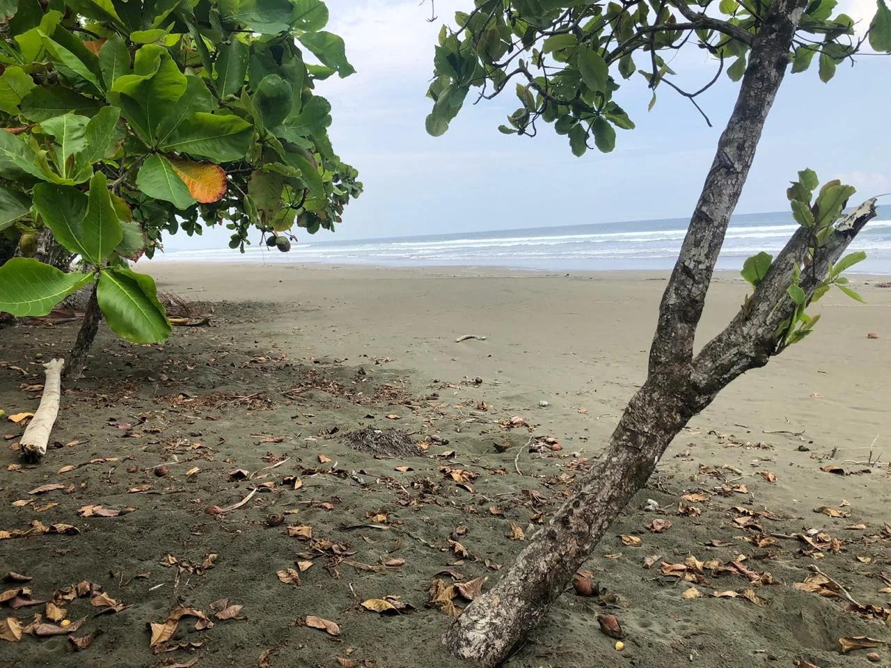2.5 ACRES Incredible Beachfront Property On Playa Matapalo With Concession!!! Costa Rica