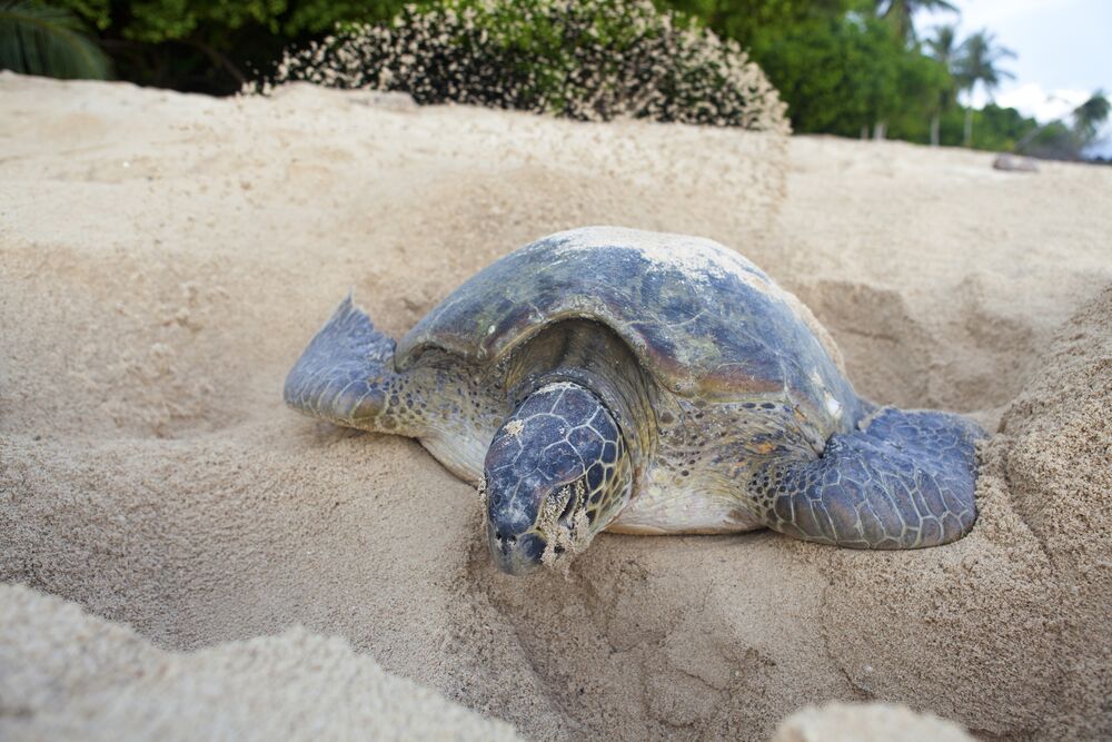 Costa Rica’s Magical Arribada of Olive Ridley Turtles