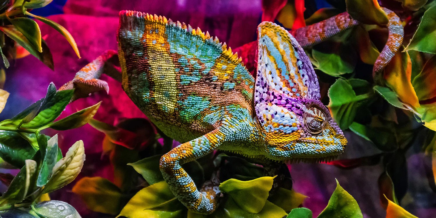 The Ultimate Smart TV Buying Guide Costco Australia