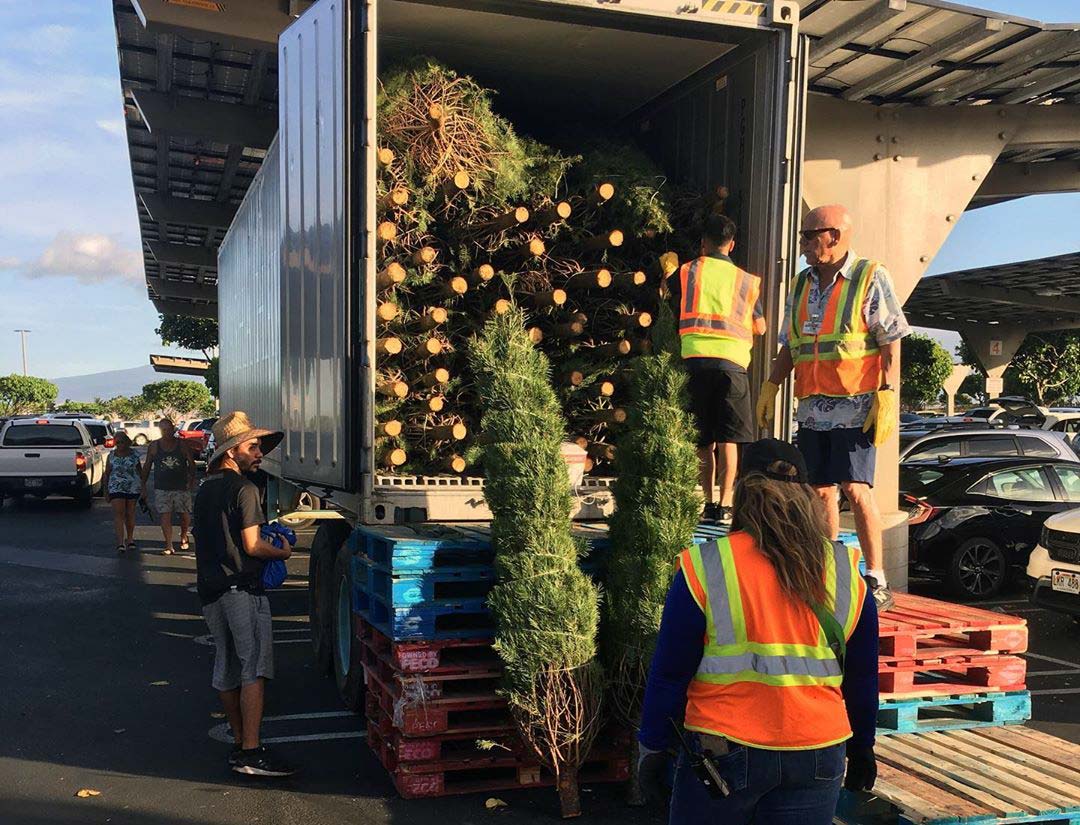 Costco Real Christmas Tree 2019 Costco Insider