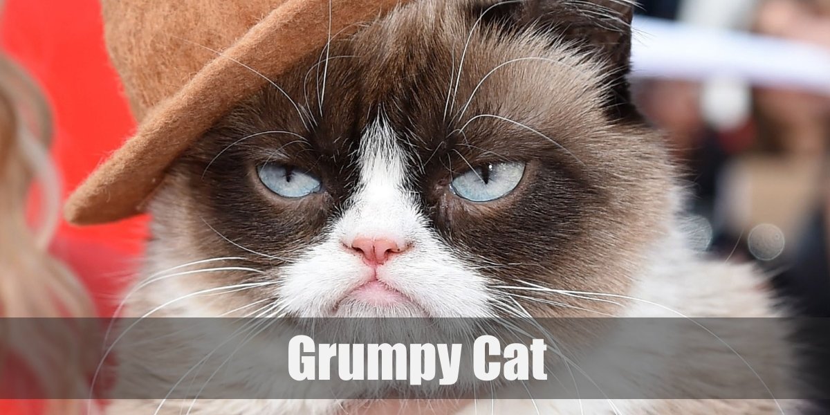 Grumpy Cat Yes Meme janeellendesign