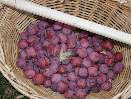 Plum delicious our favourite Victoria plum recipes Cosy Home Blog