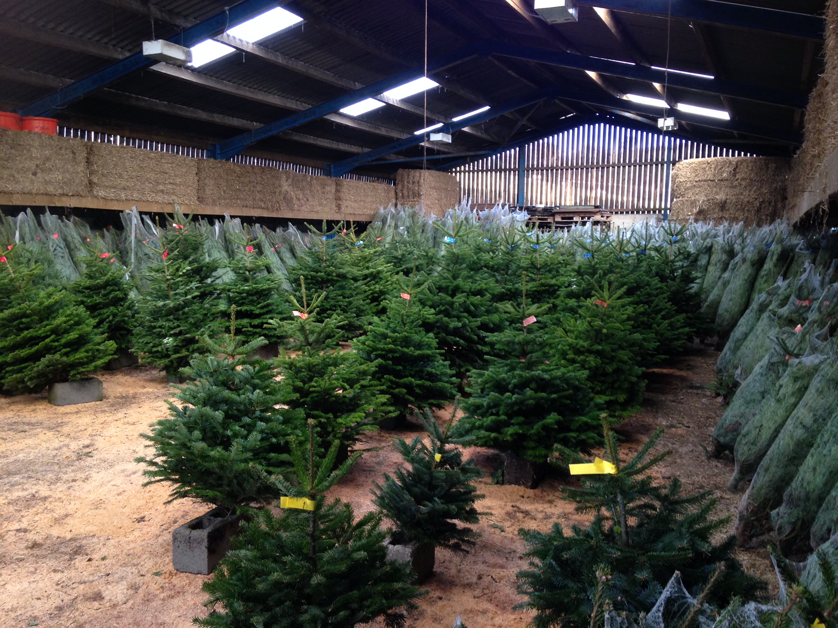 Fall River Colect Christmas Tree 2023 Christmas Tree Click & Collect Cosy Logs