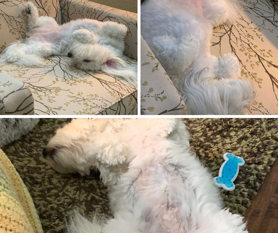 Coton de Tulear Sleep Habits What You Need to Know