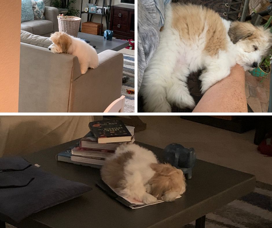 Coton de Tulear Sleep Habits What You Need to Know