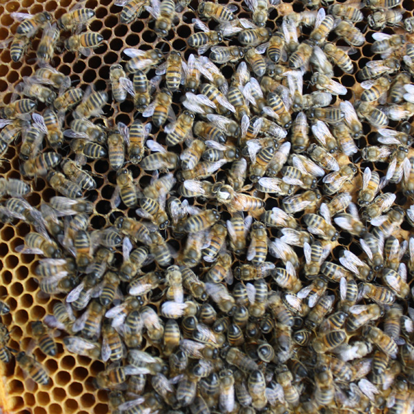 How Much Does It Cost To Start Beekeeping? Cotswold Bees Ltd