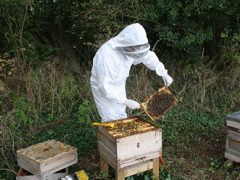 Cotswold Bees North Cotswolds Beekeeper
