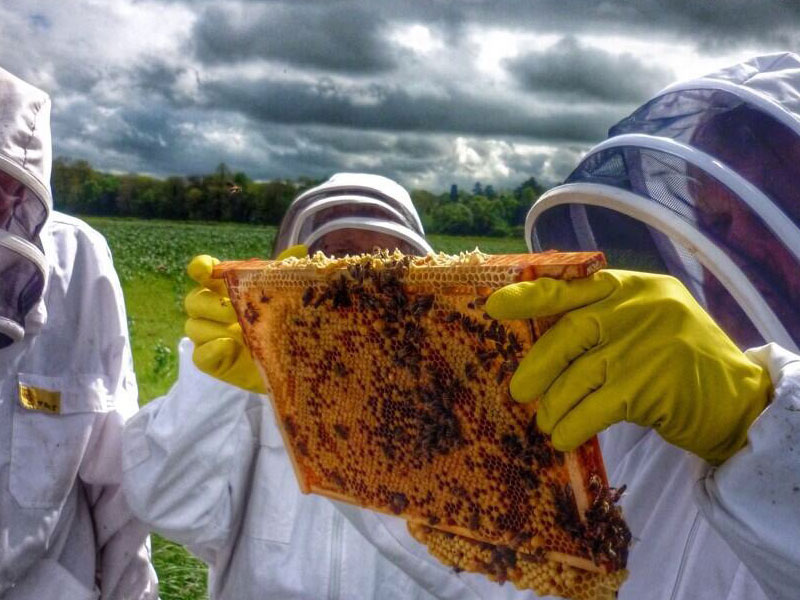 Cotswold Bees North Cotswolds Beekeeper