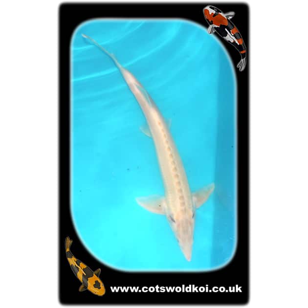 Albino Sturgeon Cotswold Koi