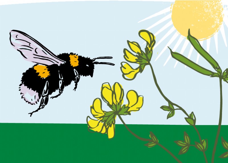 Pollen & Nectar Sowing & Growing