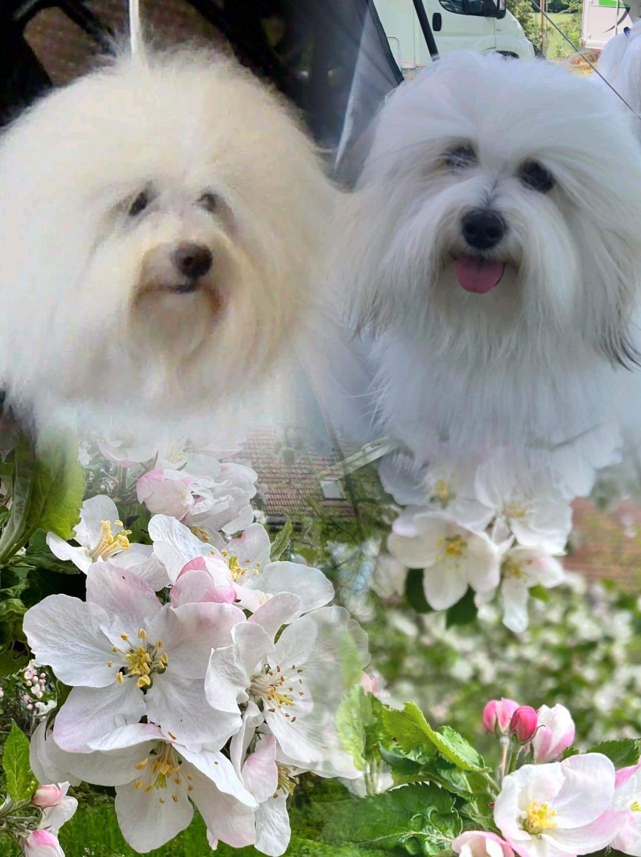 CottonCandy Coton de Tuléar Zucht