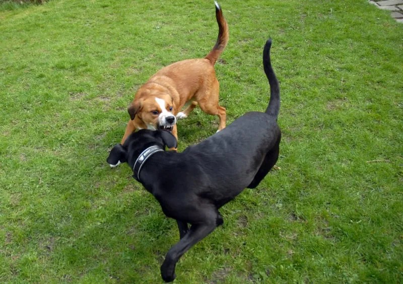 What To Do If Another Dog Attacks Your Dog Cottrell Law Office