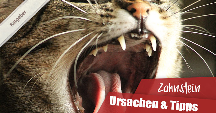 Zahnstein bei der Katze Tipps für die Zahnpflege