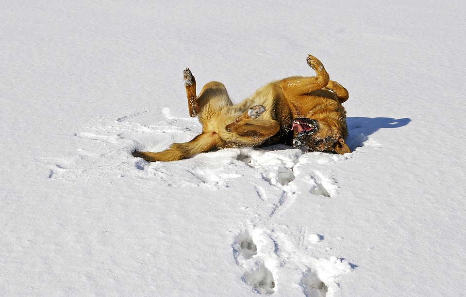 Trick "Rolle" beibringen • Couchdogs