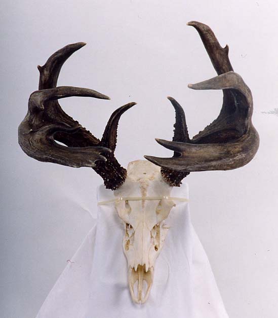 Top 5 Typical Coues deer in the Boone and Crockett Recordbook