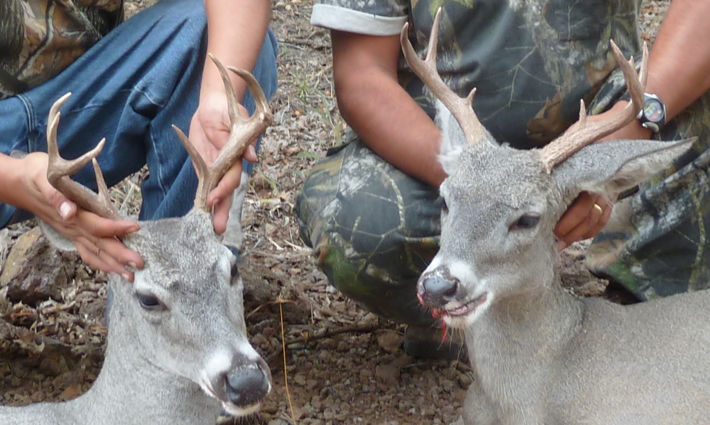 Coues deer from the San Carlos Apache Reservation