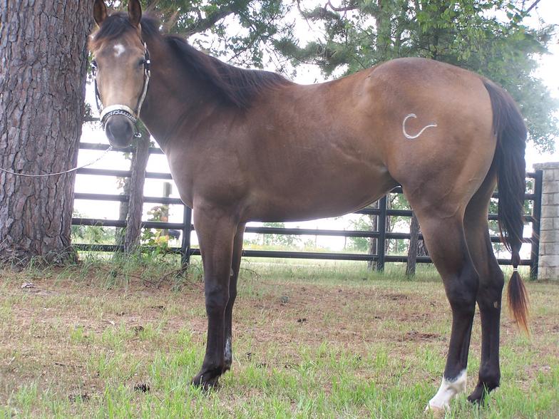 Stallion Prospects, Frenchman's Guy