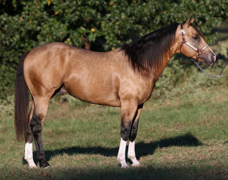 Barrel performance sires, CrownRoyal Frenchman, Mossbar Cat