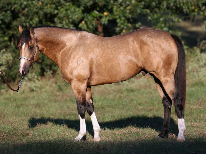 Barrel performance sires, CrownRoyal Frenchman, Mossbar Cat