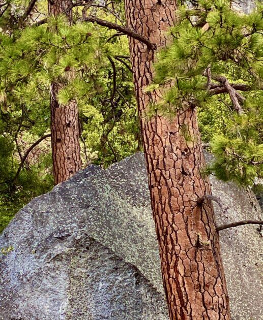 Do Trees Have Consciousness?