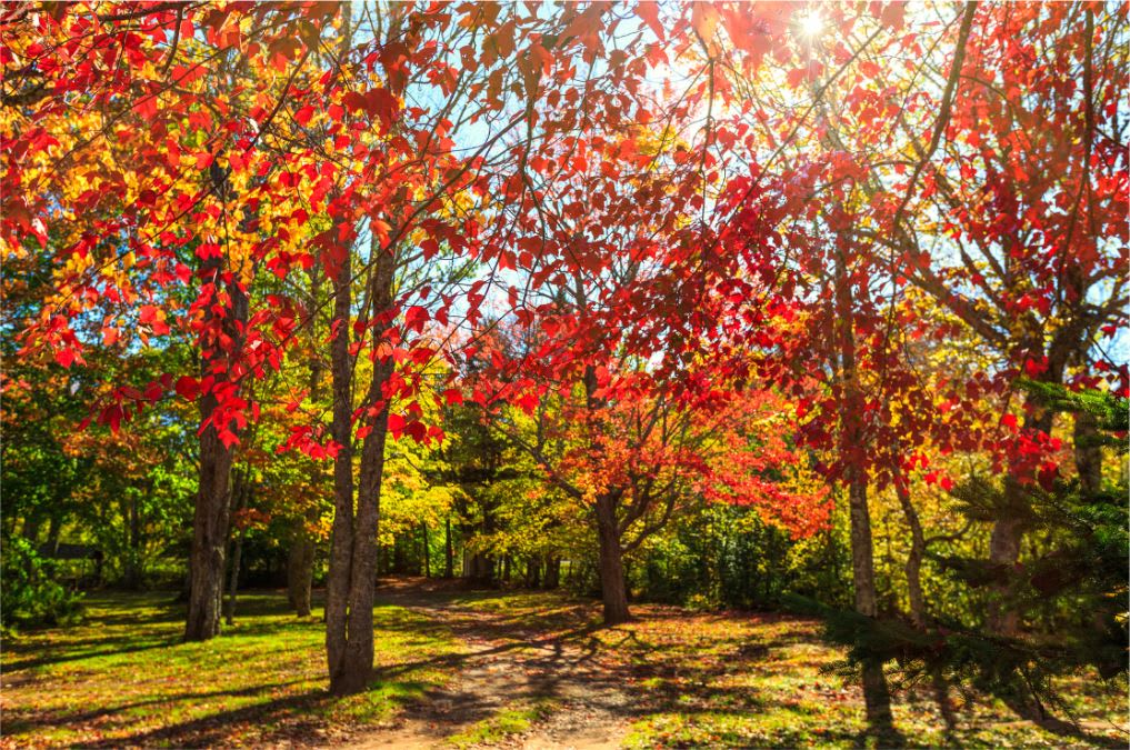 Landscaping Country Basket Garden Centre Niagara Falls