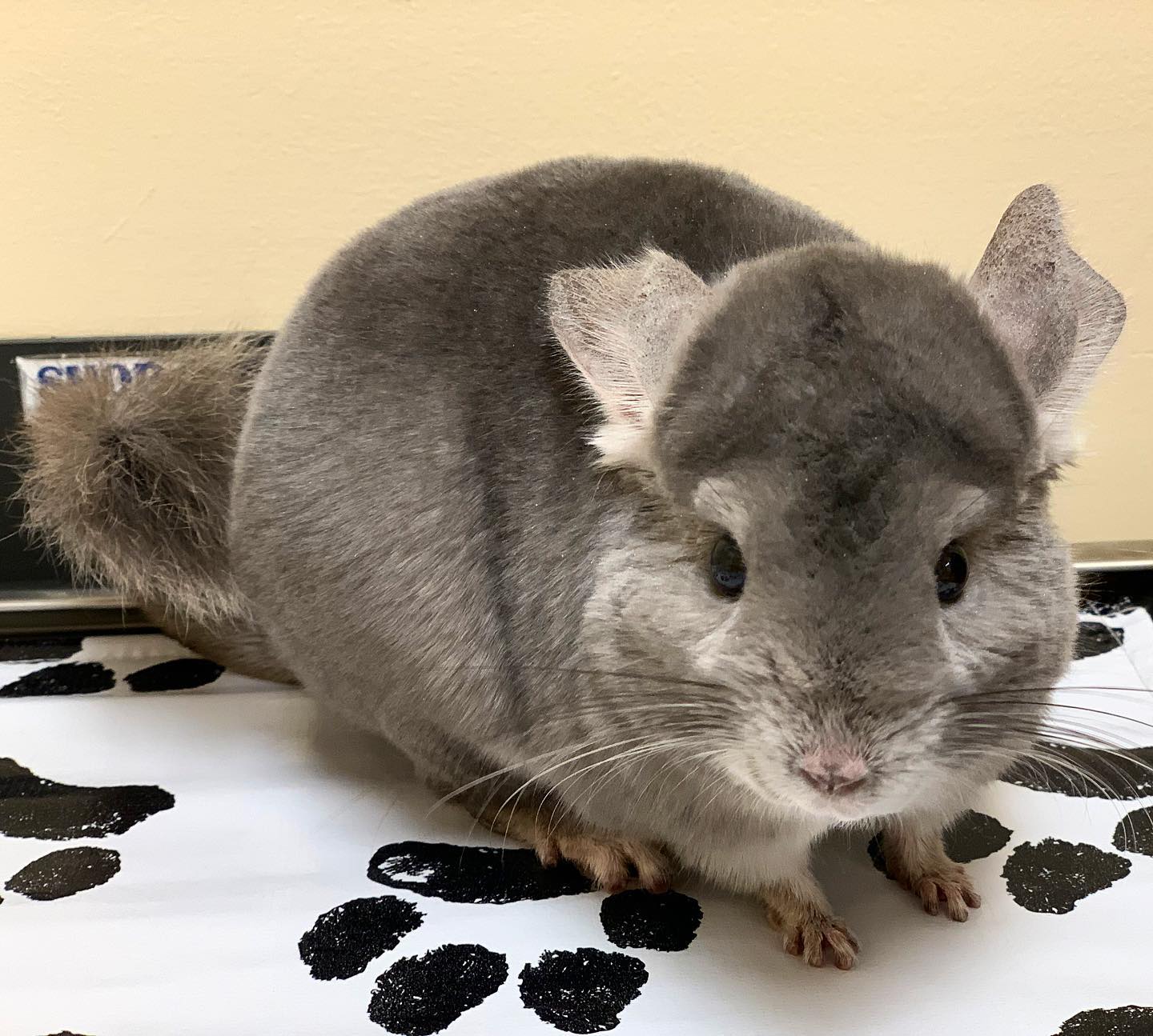 Chinchillas Countryside Veterinary Clinic