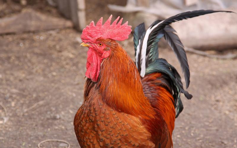 County Studies Tightening Rooster Ordinance News San Diego County