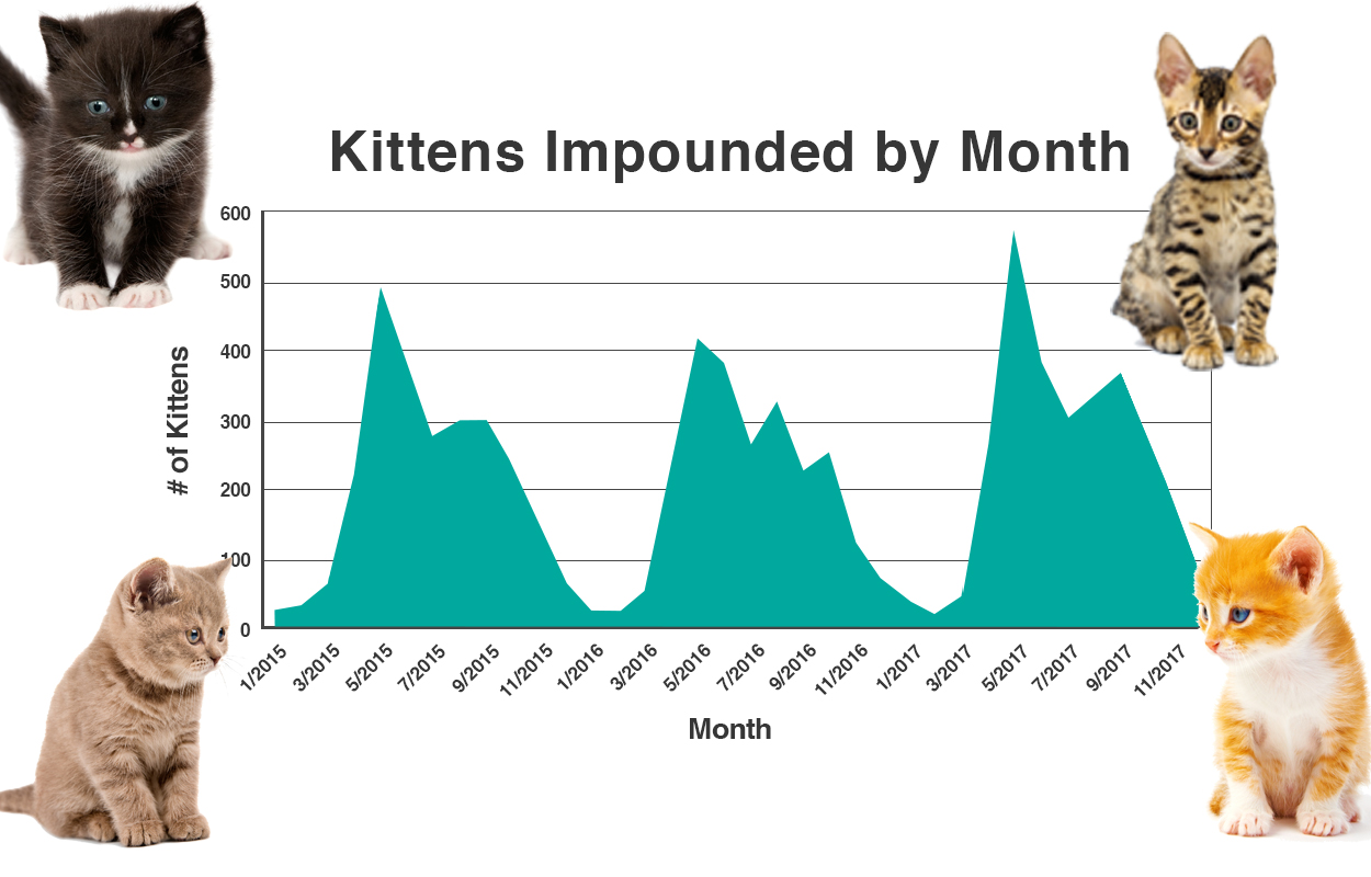 The Heat is On Get SpayNeuter Discount Coupons News San Diego