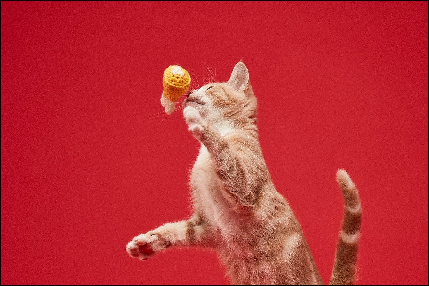 Cat Food review Cat Food Free Delivery