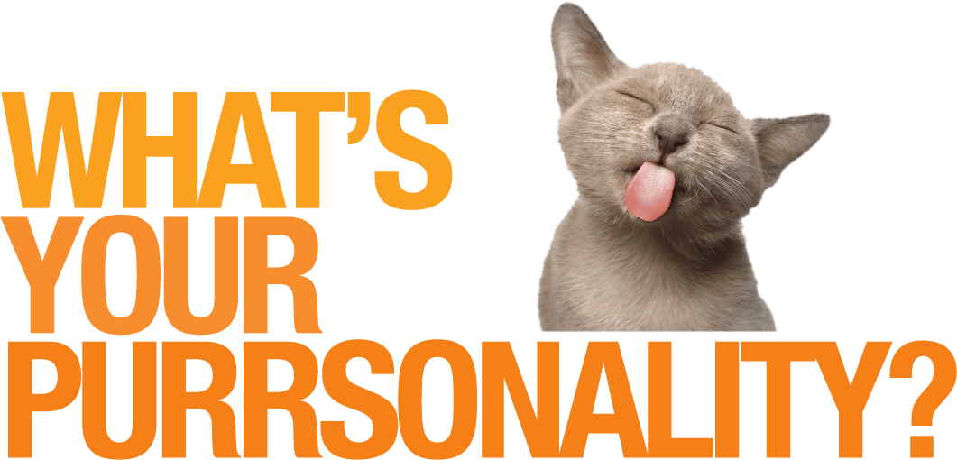 What's Your Purrsonality? A Cat Owner Personality Quiz