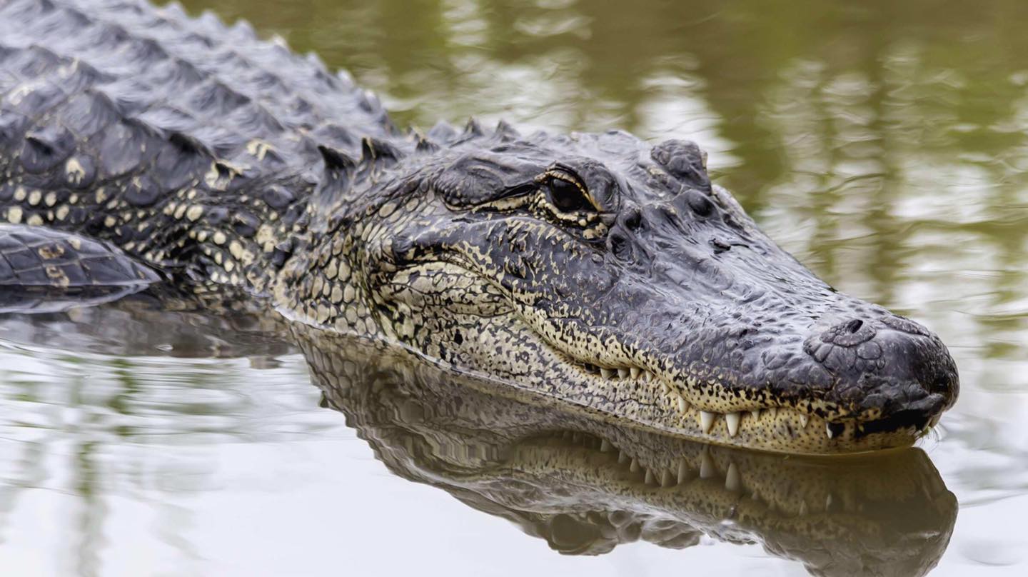 Annual alligator hunts return to Southeast Courthouse News Service