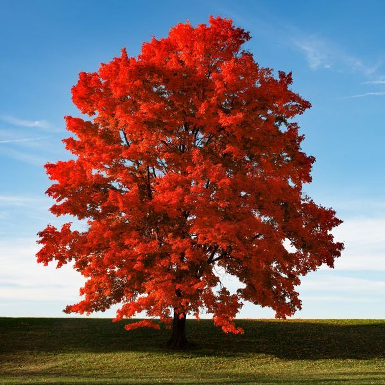 Brandywine Red Maple Acer rubrum Courville Nurseries