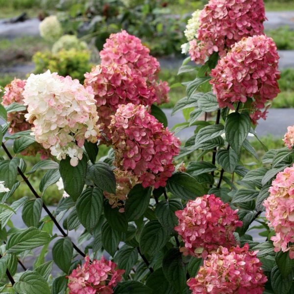 Candelabra Hydrangea Hydrangea paniculata Courville Nurseries