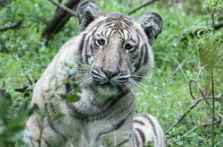 32 Dos2 The Last Forest Tiger Maps Database Source