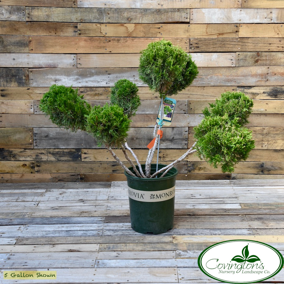 JUNIPER mint julep pompon Covingtons