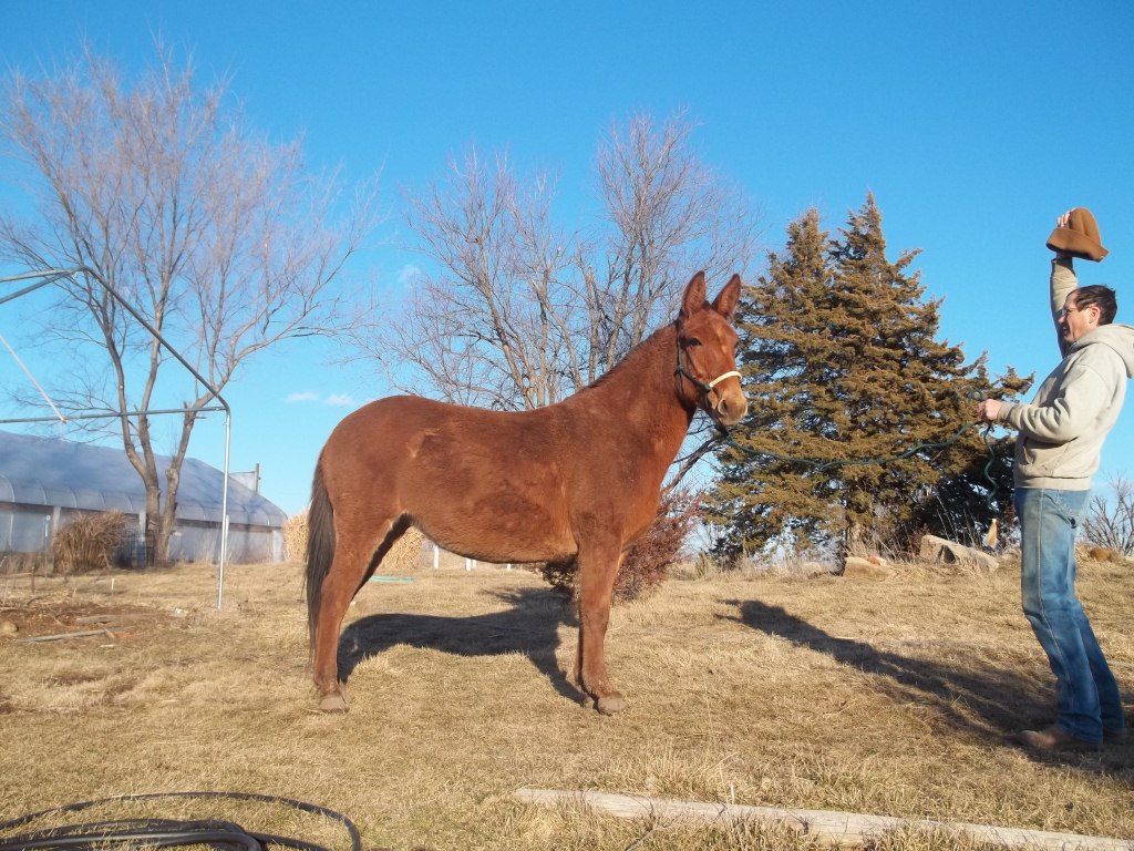Coyote Run Farm Mules & Horses