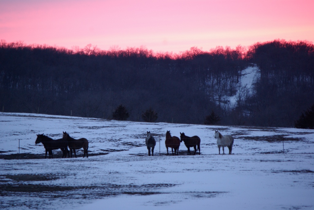 Coyote Run Farm Mules & Horses
